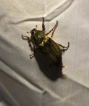 A beetle--not a moth--arrived first at the Bohart Museum of Entomology's 