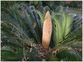 male sago palm