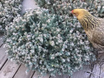 hen and hairy canary