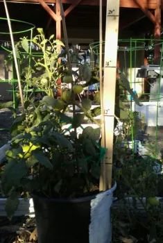 tomato-in-cut-roots-and-pot