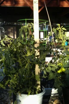 Tomato-in-fresh-potting-mix