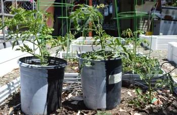 Tomato-start-May1-600