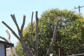 Topped tree. photo by Brenda Altman