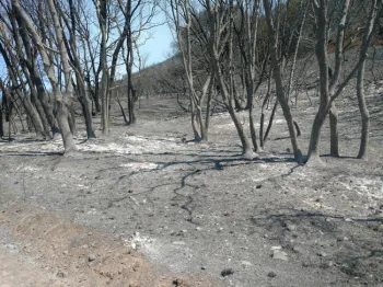 Madrone and black oaks