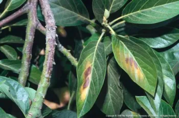 avocado leaf sunburn