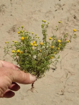 Stinknet plant. (Credit: Ron Vanderhoff)