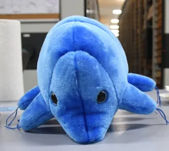 Close-up of the water bear available in the Bohart Museum gift shop. (Photo by Kathy Keatley Garvey)