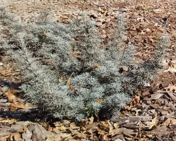 Artemesia schmidtiana