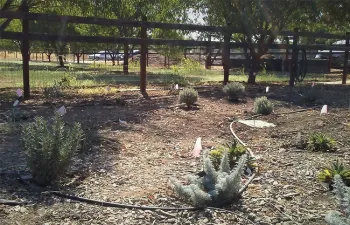 Dry Garden in its Infancy
