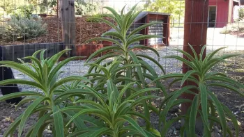 Helianthus maximiliani