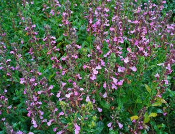 Teucrium chamaedrys
