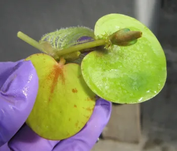 A new plant developing at the end of a stolon.