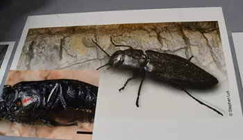 This is a fire beetle, genus genus Melanophila. (Photo by Kathy Keatley Garvey)