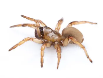 Aptostichus simus, California Coastal Dune Spider. (Photo by Jason Bond)