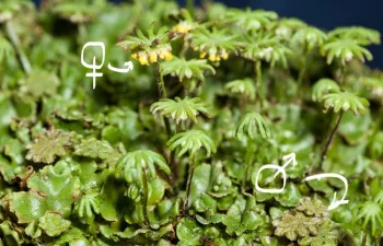 20171120-S Tjosvold MG 1048 for blog