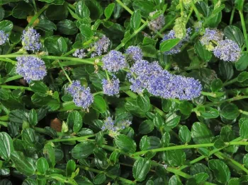 Ceanothus