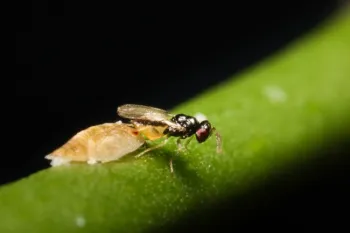 Tamarixia wasp laying eggs under ACP nymph