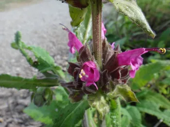 Hummingbird-sage by Brent McGhie