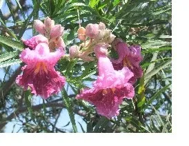 desert willow250 (2)