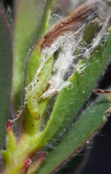 Fig 9 20080424 lbam larva full resolution 9446