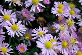 Aster frikartii