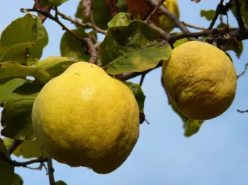 Quince fruit on a branch