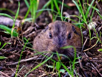Pocket Gopher by Ed Williams
