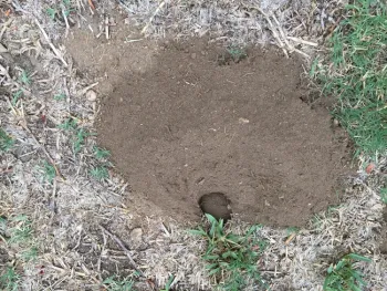 Gopher burrow entrance
