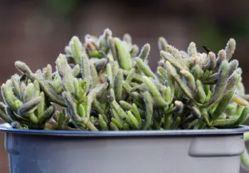 Peronospora mesembryanthemi sporulating on Delosperma 'Orange Wonder'. The purplish color seen here is characteristic of the mycelium and spores when seen in mass.