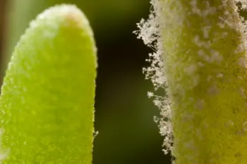 Closer look at Peronospora mesembryanthemi sporulating on leaf surfaces of Delosperma ‘Orange Wonder'. Spores are borne on the top of branched thread-like stalks.