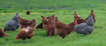 chickens foraging