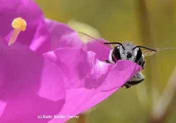 A male leafcutter bee, Megachile, peers out beneath a rock purslane, Calandrinia grandiflora. (Photo by Kathy Keatley Garvey)