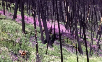 Fireweed is one of the first species to colonize the soil after a forest fire, Wikimedia