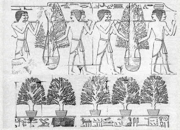 Francincense and Containers