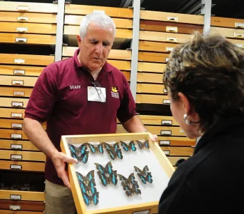 Entomologist Jeff Smith shows butterfly specimens to a Bohart Museum visitor. (Photo by Kathy Keatley Garvey)