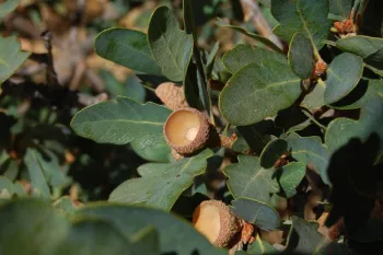Blue Oak leaves and acorn shells. Photo by Eugene Zelenko.