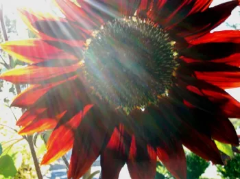Evidence shows sunflower pollen may be help reduce pathogens in bees.