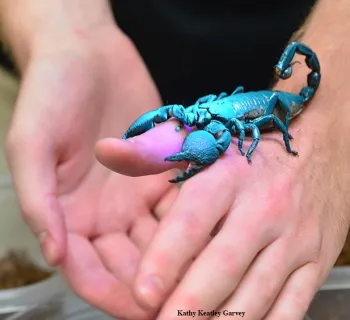 A scientist at the Bohart Museum of Entomology, UC Davis, holds a fluorescent scorpion. (Photo by Kathy Keatley Garvey)
