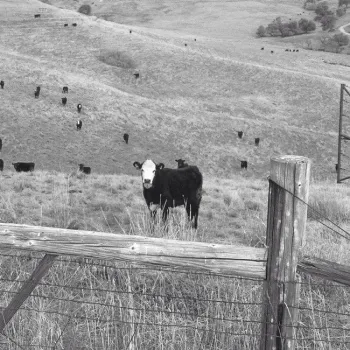 10408706 924363087576597 2852300917789176784 n