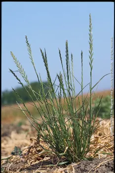 Italian Ryegrass Credit: Joe DiTomaso