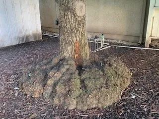 avocado rootstock overgrowth