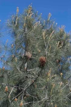 Gray Pine Pinus sabiniana with gray green needles and huge cones, Wikipedia Commons