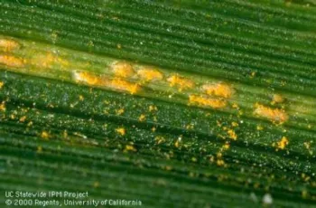 Image 1: Stripe Rust Puccini striiformis uredinia emerging from wheat leaf.