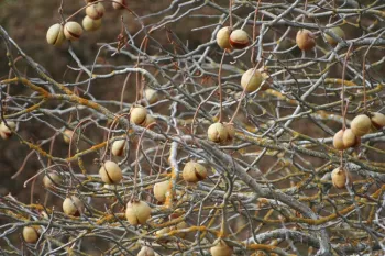 Buckeye's namesake is the large nut by John Moran