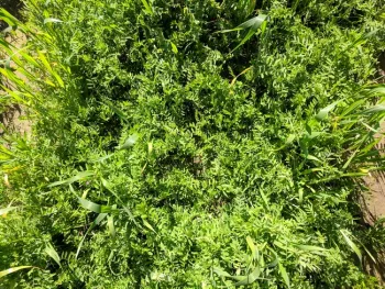 vetch1