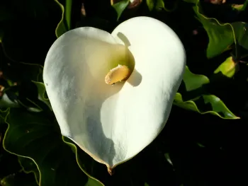 Calla Lilly