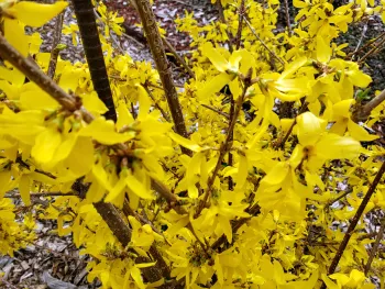 Forsythia