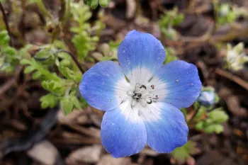 Nemophila menziesii, Baby Blue-eyes