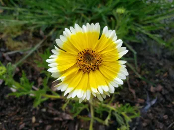 Layia platyglossa, Tidy Tips