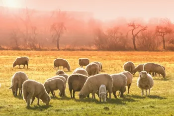 sheep grazing